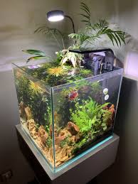 Beta Fish Tank Bettafish Aquascape Aquarium Garden Beta Fish Tank Aquascape Aquarium