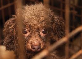 Oklahomans Against Puppy Mill Purveyors Oklahoma Animal Alliance