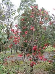 Image result for Brachychiton