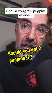 Are you considering getting two puppies at the same time? Over the years, I  have seen many families attempt to bring two litter mates or two puppies  into their homes simultaneously. While I won’t say ...