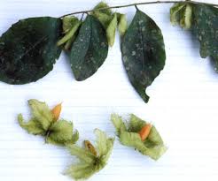 Image result for Dovyalis macrocalyx