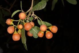 Image result for Cordia sinensis