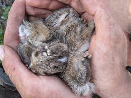 We did not find results for: Newborn Hares Like These Baby Snowshoe Hares Are Born Fully Furred And Can Open Their Eyes Rabbits Are Born Without Fu Snowshoe Hare Pet Rabbit Wild Rabbit
