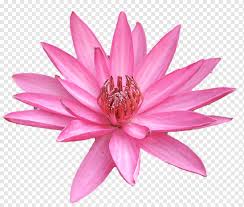 Check spelling or type a new query. Epiphyllum Png Images Pngwing