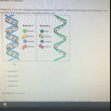 The sequence of bases in a dna molecule contains the information that organisms need to build proteins and carry out many important life processes. Molecule 1 Has The Nitrogenous Base Sequence Tcaagt Which Set Of Bases In Molecule 2 Can Bond To Brainly Com