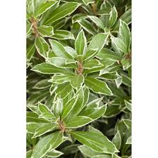 Sometimes incorrectly sold as p. Pieris Japonica Little Heath Pflanzen Fur Dich De 6 95