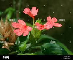 Image result for Crossandra nilotica