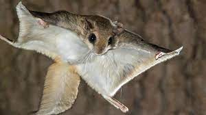 In this animal collection we have 30 wallpapers. Gigantic Cat Sized Flying Squirrels Unlikely To Move To Wyoming Says Squirrel Expert Cowboy State Daily
