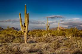 I have yet to see a cactus that has free water in it that you could readily drink. What To Expect When Moving To Phoenix Arizona