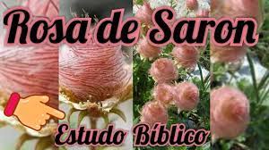 Maybe you would like to learn more about one of these? Flor Rosa De Saron Youtube