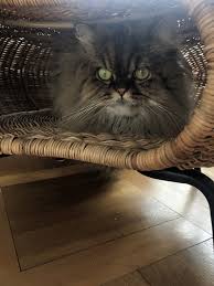 Ikea Cat Bed Hacks Meow Lifestyle Ikea Cat Bed Ikea Cat Cat Bed