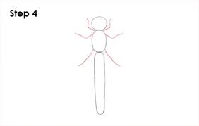 Dragonflies are known for their long, skinny bodies and broad, strong wings. How To Draw A Dragonfly