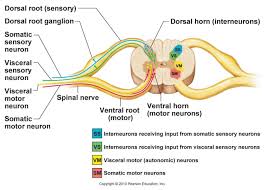 Nervous System Notes Nervous System Anatomy Medical Knowledge Nerve Anatomy