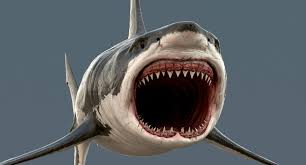 Realistic Great White Shark 3d Model Great White Shark White Sharks Shark