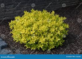 Image result for spirea japonica gold princess