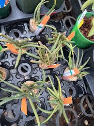 Image result for Oberonia