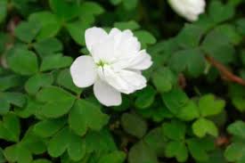 Image result for Oxalidaceae