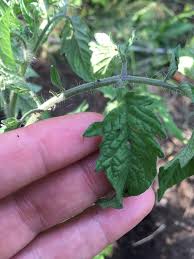 Image result for BLACKFLY ON TOMATO PLANTS