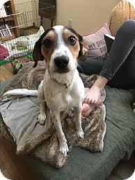 You can opt to take him on two long walks and a free reign of the house and the yard; Baltimore Md Beagle Rat Terrier Mix Meet Violet A Dog For Adoption Http Www Adoptapet Com Pet 17587418 Baltimore Mary Beagle Dog Beagle Pure Breed Dogs