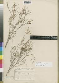 Image result for Thesium cymosum