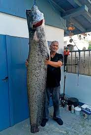 Essentialoan.com has been visited by 10k+ users in the past month Angler Holt 2 27 Meter Langen Wels Aus Dem Rhein Kreis Waldshut Badische Zeitung