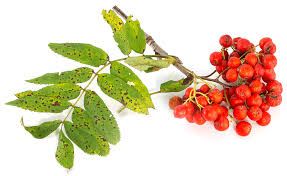 Dabei ist sie vor allem für das verdauungssystem sehr hilfreich und auch bei. Eberesche Vogelbeere Sorbus Aucuparia Practical Magic Magazin