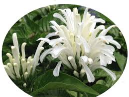 Image result for Justicia scandens