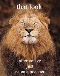 Animalsocialcompany Posted To Instagram A Lion Is Called A King Of Beasts Obviously For A Reason Wildlife Wild Wild Animals Funny Animals Animal Lover