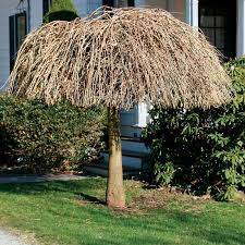 Weeping cherry trees are a beautiful addition to any landscape. How To Prune Trees And Shrubs 5 Common Pruning Mistakes And How To Fix Them Via Fine Gardening Tree Pruning Weeping Cherry Tree Weeping Trees