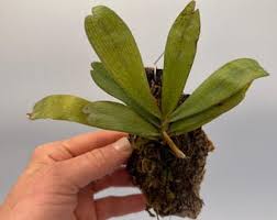 Image result for Aerangis kotschyana