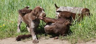 The german shorthaired lab is a mixed breed that has been crossed with the german shorthaired pointer and the labrador retriever. German Shorthaired Pointer Growth Chart Puppy Weight Chart