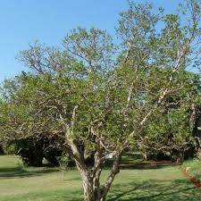 Image result for Vangueria vestita