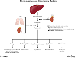 Renin Angiotensin Aldosterone System Renal Medbullets Step 1