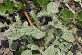 Image result for Heliotropium supinum