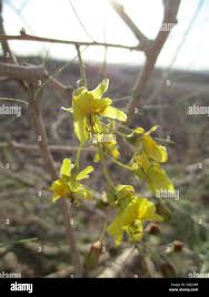 Image result for Parkinsonia africana