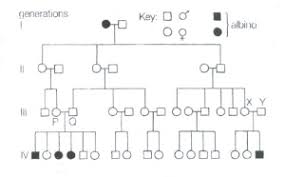 pedigree analysis biol110summertest confluence