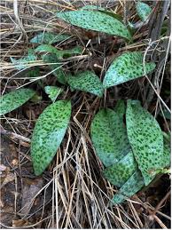 Image result for Drimiopsis barteri