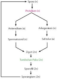Setelah dewasa lumut aka nada bagian arkegonium yaitu sel telur dan anteridium yaitu spermatozoid. Apa Itu Metagenesis Info Pendidikan Dan Biologi