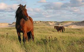 Sable Island Horses Equine Survivors Where Wildlife Has Right Of Way