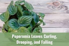 Check spelling or type a new query. Peperomia Leaves Curling Drooping And Falling Ready To Diy