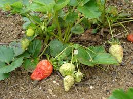 Seedlings will send out runners, which in turn will send out their own runners. Growing Strawberry Plants In Usa Zone 5a Climate