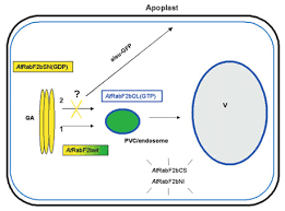 Check spelling or type a new query. Location And Putative Function Of Atrabf2b In Tobacco Leaf Epidermal Download Scientific Diagram