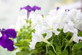 Petunien blühen von mai bis in den herbst hinein. Petunie Petunia Gartenzauber
