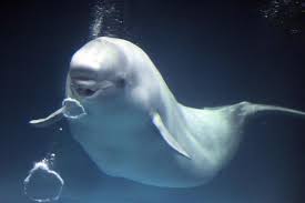 River Thames Whale What Is A Beluga Whale Where Are They Usually Found London Evening Standard Evening Standard