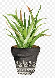 ثلاثة صبار أخضر مع أواني بنية Cactaceae Flowerpot Houseplant Ikea نبات الصبار المحفوظ بوعاء الأثاث زهرة اصطناعية Png