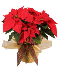 Maybe you would like to learn more about one of these? Royer S Flowers And Gifts Home Facebook