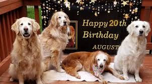 Redtail golden retrievers, anderson, california. 20 Year Old Dog Becomes Oldest Golden Retriever In History People Com