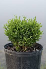 Image result for Pogonatherum paniceum