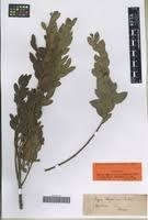 Image result for Osyris compressa
