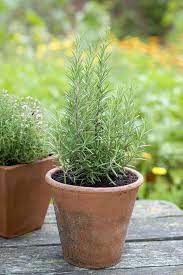 How To Grow Rosemary Easily In Small Space Rosemary Plant Care Rosemary Plant Growing Rosemary